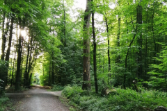 Bois-autour-de-ND-de-la-Justice