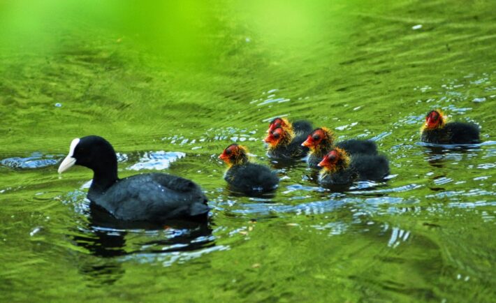 07 juin | Marche-prière en forêt de Soignes